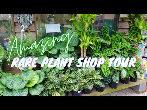 RARE PLANT SHOPPING AT MY FAVOURITE NURSERY | ALTRA NURSERY TOUR