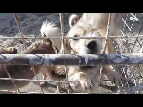 Metszet: kutyamenhely – 2016. december 6.