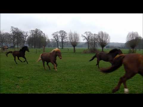 Ostergeschenk Herde.wmv