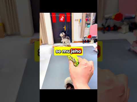 CHUDÁK PAPOUŠEK!💔🦜