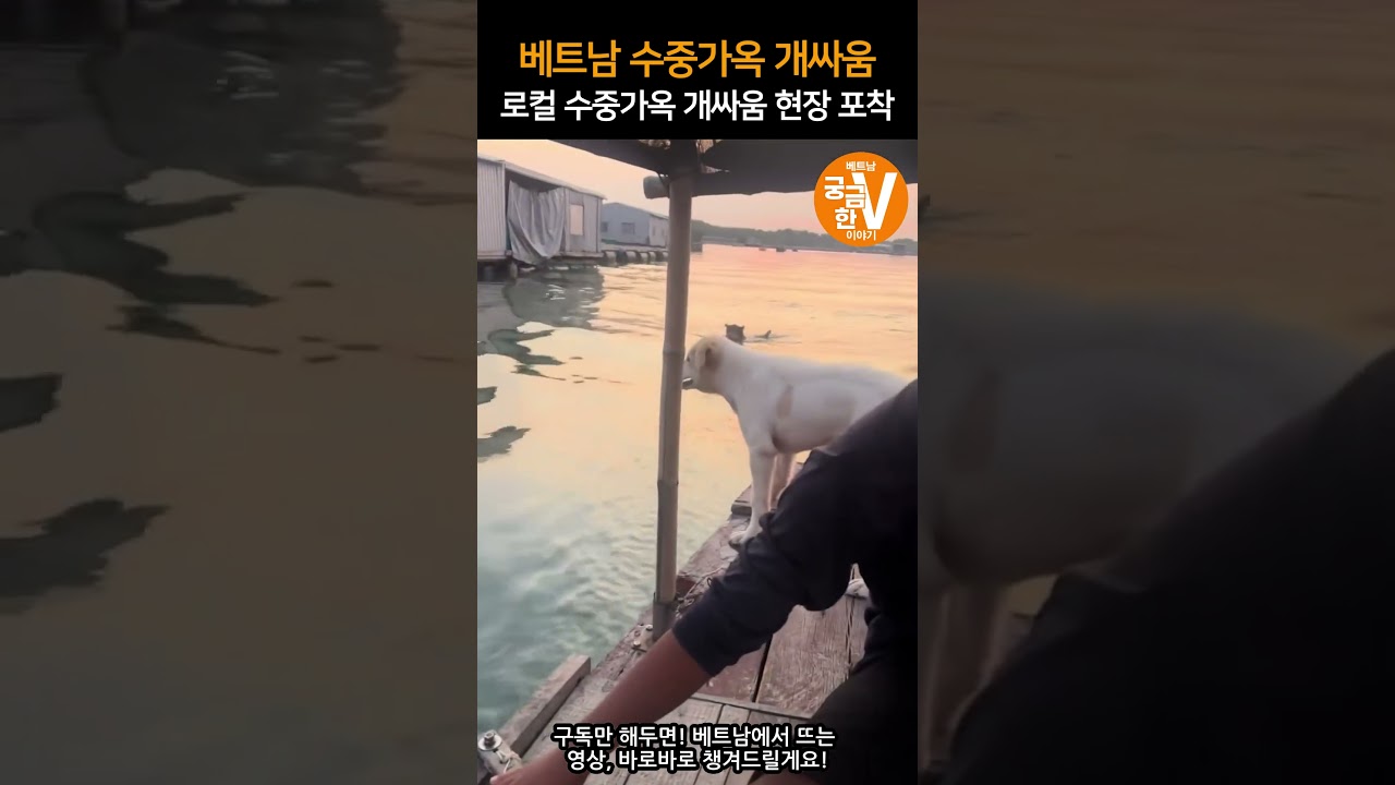 베트남 로컬 수중가옥 개싸움 현장 포착 #베트남#베트남싸움#하노이#호치민