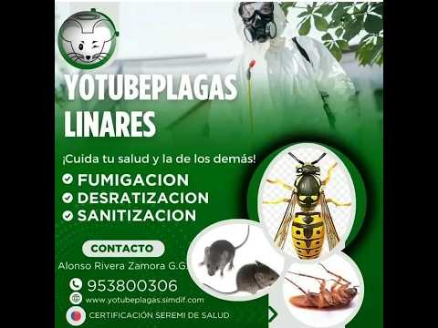 Control de plagas en Linares y todo el Maule.