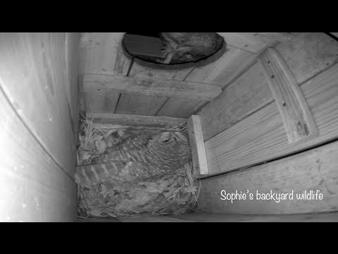 Barred owl nest with sound - Highlights, March17-19 2021.