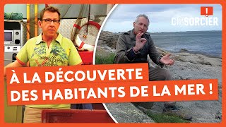 À la découverte des habitants de la mer ! - C'est pas sorcier