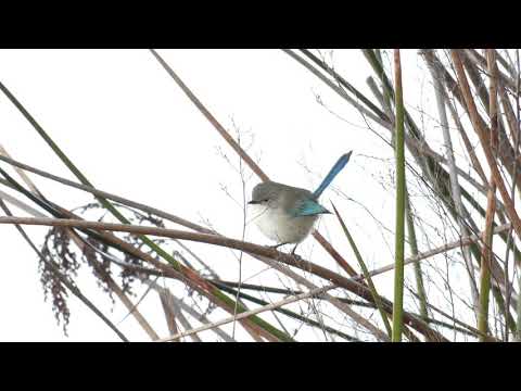 Zamatovec tyrkysový (Malurus splendens) — tokanie a správanie