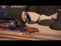 Thomas Friends Season 24 Episode 16 Yong Bao And The Tiger US Dub HD JM Part 2