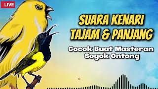Download lagu 🔴LIVE MASTERAN SOGON — SUARA KENARI NEMBAK PANJANG!!🔥 BIKIN SOGON AUTO NGEPLONG TANPA HENTI!! #sogon mp3
