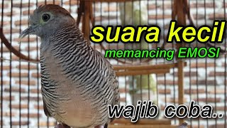 Download lagu perkutut lokal gacor suara kecil memancing emosi mp3