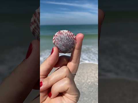 Shell Key, Florida (part 2). #shelling #beachcombing #floridalife #swfl #seashells #floridabeaches