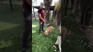 Video preview image #1 Boxer Puppy For Sale in Pasadena, CA, USA