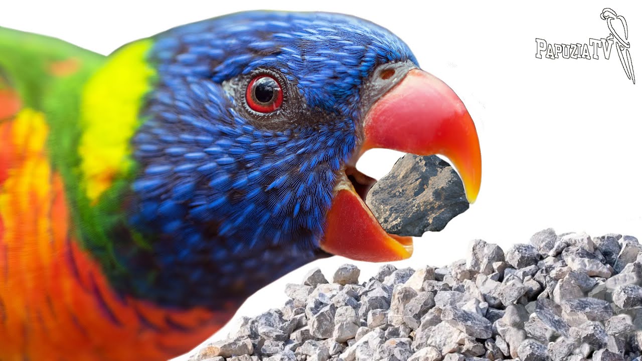 Piaski i grity - prawda i mity