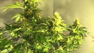 3.2--Hawaiian Harvest--Alleycat's Medical Marijuana grow
