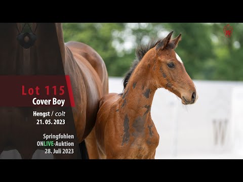 ONLIVE-AUKTION Lot 115 Cover Boy Hengst v. Comme il faut NRW -  Balous Bellini