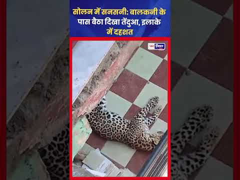 Solan में Leopard दिखा घर के पास, Residential Area में दहशत