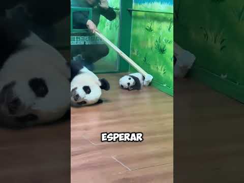 Baby Panda's Secret Care: When Mom's Not Looking! 😲👀 #shorts