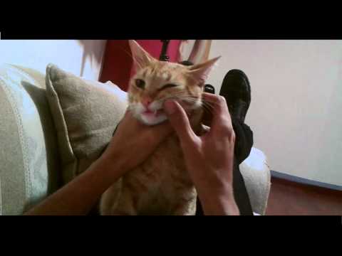 EL TESORO PERDIDO DEL PIRATA FEROZ