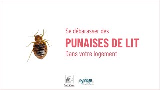 🐜 Comment se débarrasser des punaises de lit dans mon logement ?