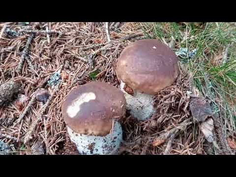 Große Steinpilze! Dazu noch frisch und knackig 🍄