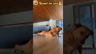 Download lagu Dog Funny Video 💪/ Dog #funny Entertainment #shorts #reels // #dog #viral funny #memes #video // mp3