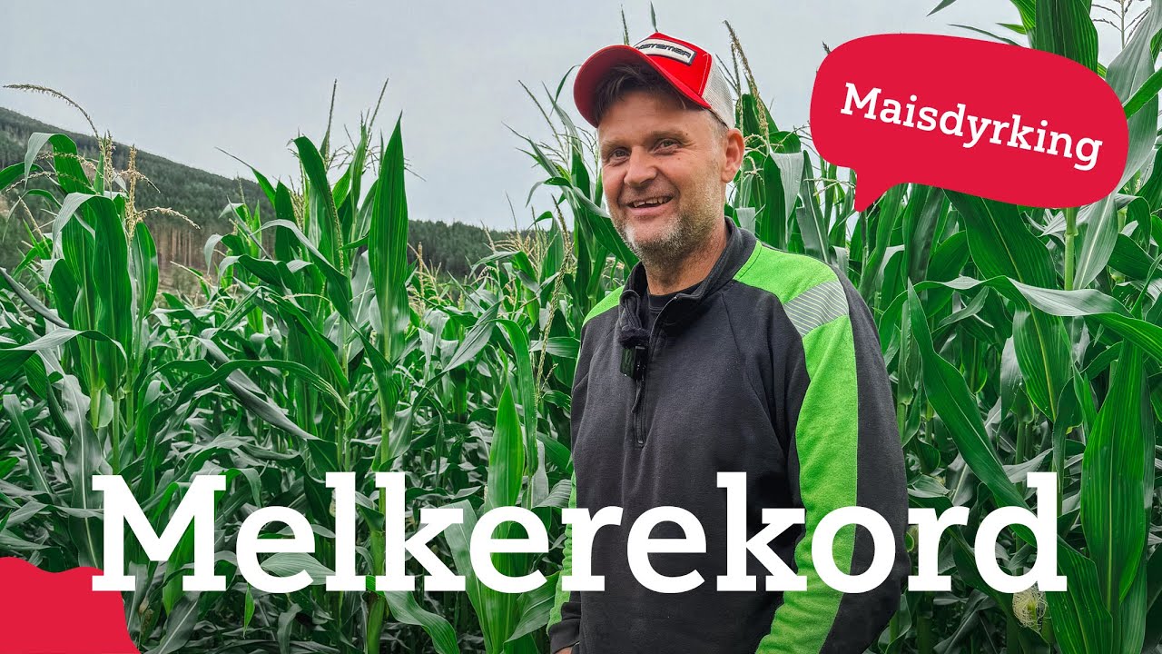 Melkerekord og maisdyrking