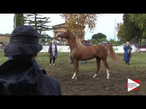 2016 - Italian National Championships - Stallions 4-6 years (Class 10) - 2nd place: n°100 MP RITZIUS