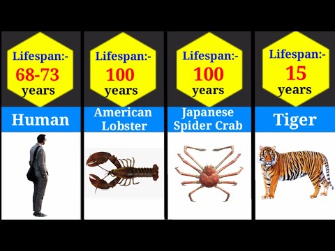 The Shortest and Longest Lifespans of Animals