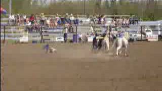 preview picture of video 'wild pony racing in wetaskiwin 2008'