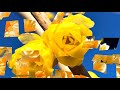 Beautiful Yellow Flowers HD1080p