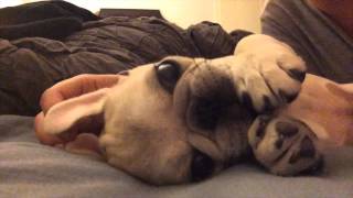 Watch A Rare Silver Pug Grow From 8 Weeks To 1 Year Year In 2 Minutes!