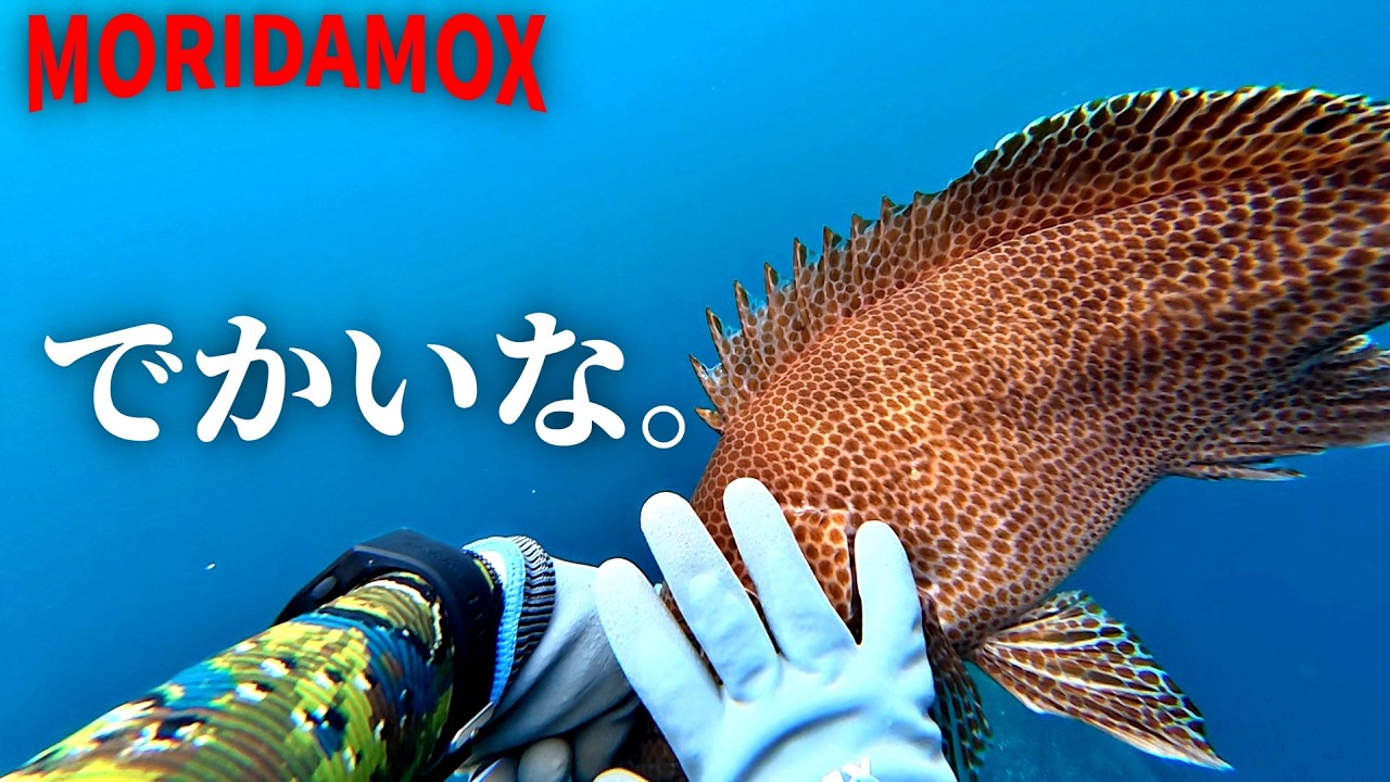 【魚突き】とても大きいオオモンハタの巣