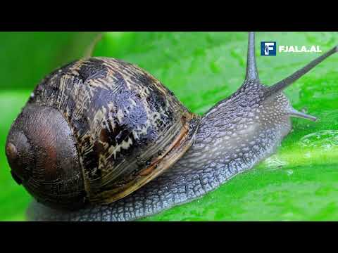 Kërmijtë, disa kuriozitete për ta