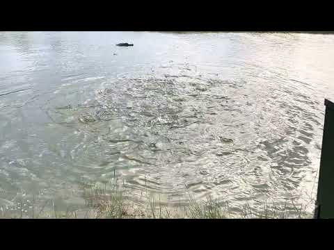 Pond being fed Aquamax