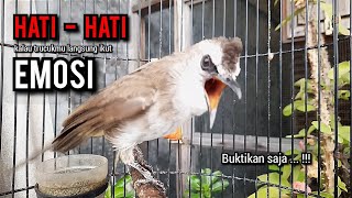 Download lagu trucukan gacor ROPEL PANJANG pancingan trucukan agar bunyi jadikan burung trucuk gacor EMOSI mp3 Download lagu trucukan gacor ROPEL PANJANG pancingan trucukan agar bunyi jadikan burung trucuk gacor EMOSI mp3