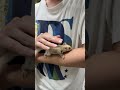 フクロモモンガのYouTubeサムネイル画像