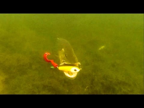 Pike attack Wolf Tail under water. Fish camera. Рыбалка щука атака Lure f muskie zander bass catfish