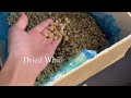 Dried White Mulberry / Сушёная белая шелковица - фото 1