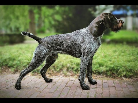 Continental Pointing Dogs-Braque Type |DIVISION 7| Segment 1