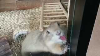 preview picture of video 'Pet Shop Life: Alan licking the glass!'