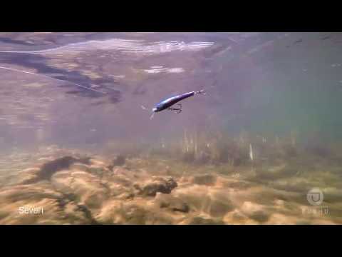 Purhu Severi - Lohivaapun uinti