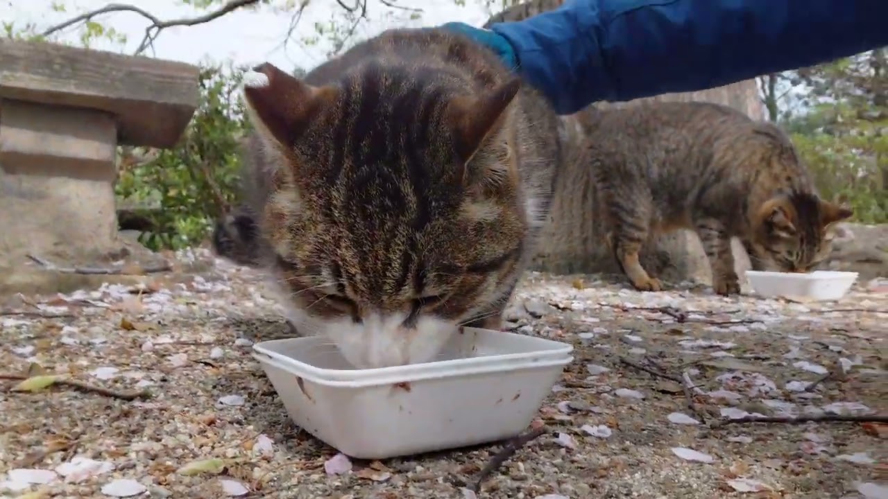 呼ぶと出てきてくれたトトちゃん&はっちゃん&ハイソックス君&チビ君❗早朝貰ってるみたいだけど追加のご飯パクパク⤴️キビナゴ🐟もパクパク⤴️今日も忙しくなりそうな何だニャン♥️