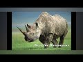 Animal Alphabet Wmv