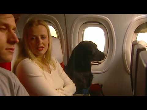 The Armando Iannucci Shows - S01E02 - "Work"