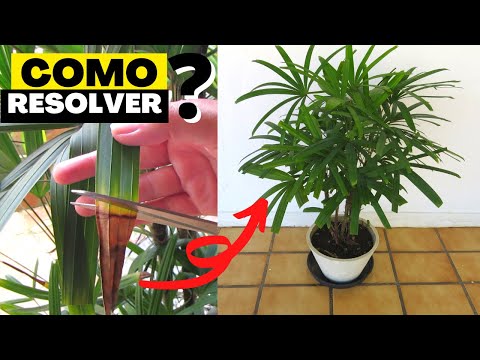 Palmeira rafis todos os cuidados | Palmeira ráfia como cuidar e dicas para deixar sempre verdinha