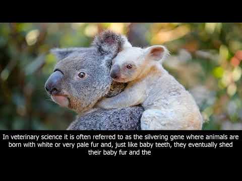 Australian zoo welcomes rare white koala - bbc news