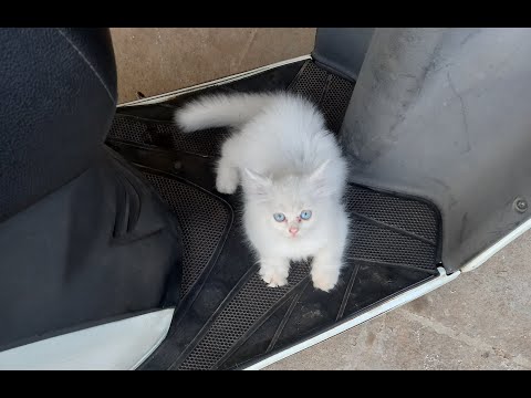 Kitten Playing with  Aayushi | Persian Cat