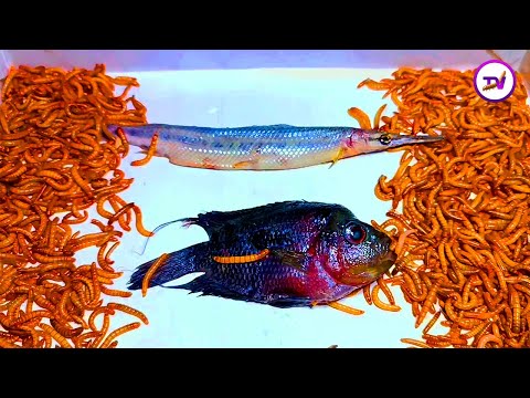 Mealworms vs fish |Which fish kills 10000 superworms?| Mealworms eating fish
