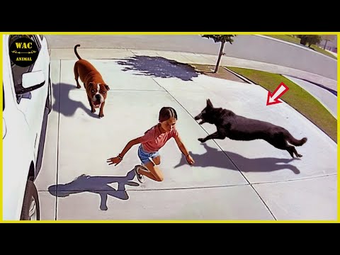 50 Animals that Protected Humans and Other Animals