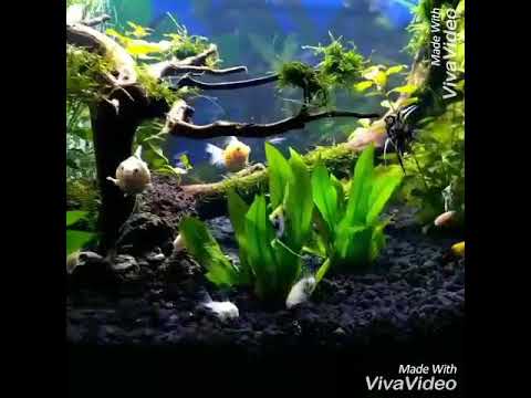 Aquascape pemula