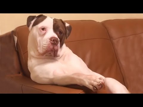 Quand Dieu a créé mon chien avec 99% de dramatique !
