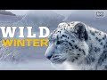 Wild Winter Arctic Animals Survival डॉक्यूमेंट्री हिंदी Wildlife